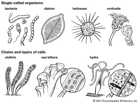  Chaoscariidae: A Single-Celled Symphony of Cellular Contractions