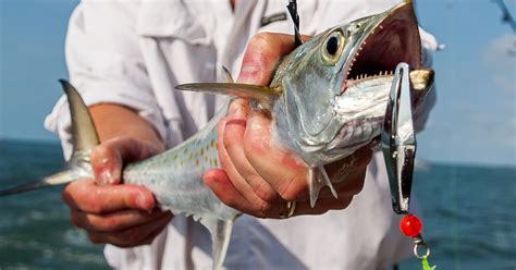  King Mackerel: A Swift Predator With Shimmering Scales Lurking Beneath the Waves!