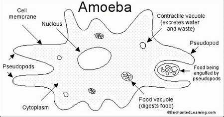  Brefeldia! A Tiny Amoeba with Giant Nutritional Needs