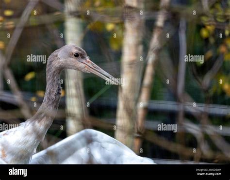  Crane: A Majestic Bird with Elegant Plumage and Remarkable Migration Patterns!