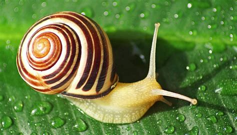  Embolus: A Snail That Rocks the Shell Game with Its Tentacular Prowess!