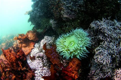  Giant Green Anemone: Discover a Colorful World Beneath the Waves!