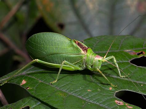  Katydid: Known for Its Nocturnal Song, This Remarkable Insect Often Mimics Leaves for Camouflage!