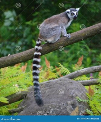 Lemur! A Mischievous Primate With an Unwavering Love for Fruit and Lush Forests