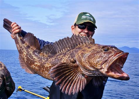  Lingcod - A Fish So Cool, It Could Give You Goosebumps (While Still Being Super Smooth!)