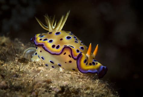  Nudibranch: A Colorful Reminder That Nature Doesn’t Follow Any Rules!