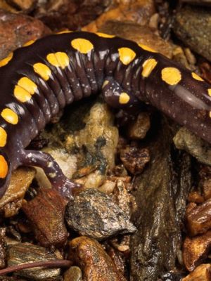 Spotted Salamander: A Striking Amphibian With Nocturnal Habits That Makes It Perfectly Adapted For Underground Life!