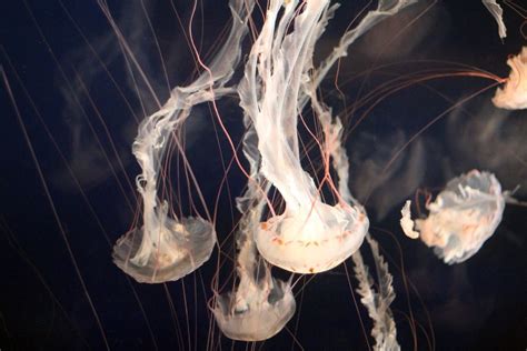 Umbrella Jellyfish! A Tiny Aquatic Alien Thriving in Coastal Waters Around the World