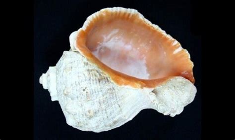 Veined Rapa Whelk: A Master of Camouflage That Exhibits an Astounding Range of Colors!