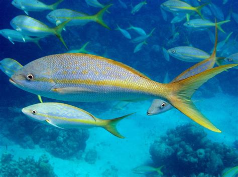 Yellowtail Snapper: This Colorful Reef Dweller Boasts Stunning Markings and Lives a Thriving Life in Tropical Waters!