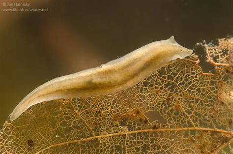  Dalyellida – Tiny Freshwater Flatworms With Striking Tentacle-Covered Heads That Dance Through Life!