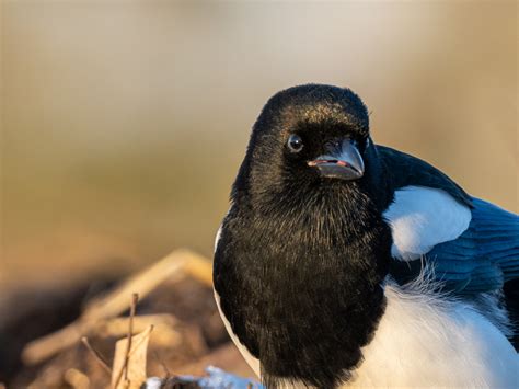  Magnificent Magpie! A Feathered Friend Known For Its Bold Curiosity And Striking Black-and-White Plumage