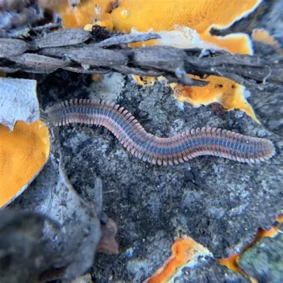 Porcellio! A Millipede Sporting Stripes for a Thrilling Terrestrial Existence 