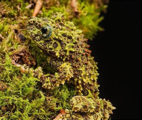 Vietnamese Mossy Frog: An Amphibian Master of Camouflage, Exhibiting Remarkable Adaptive Capabilities for Survival!