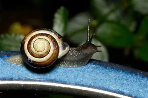 White-lipped Snail: A Miniature Maestro Conducting a Symphony of Slime!